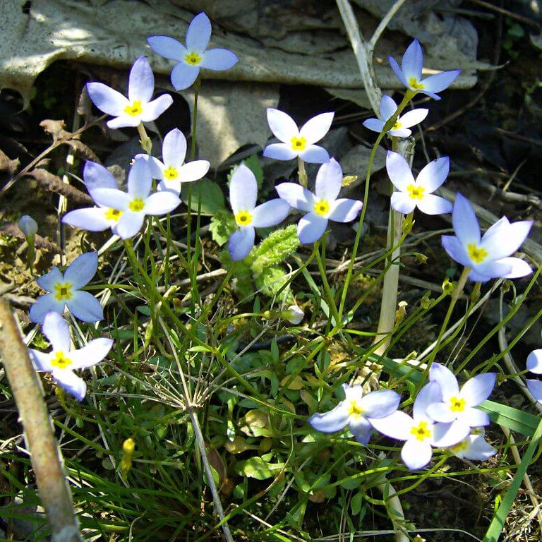 Houstonia caerulea Seeds for Planting