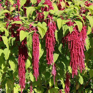 Love-Lies Amaranthus Seeds – Flower Plant