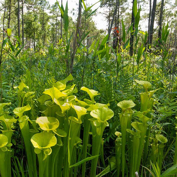 Pitcher Plant Seeds – Yellow