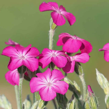 Rose Campion Seeds – Magenta Silver Catchfly