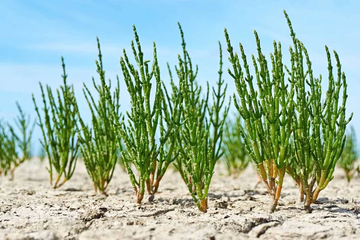 Samphire Seeds - Hardy Coastal Plant
