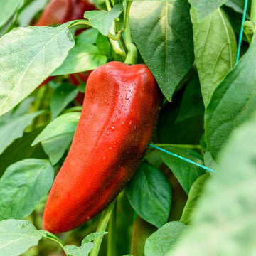 Paprika Seeds – Sweet Hungarian