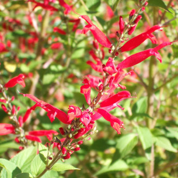 Pineapple Sage Seeds – Fragrant Edible