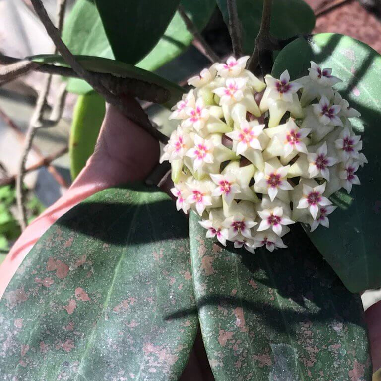 Hoya Seeds – Green White