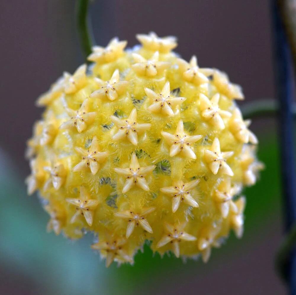 Hoya Seeds – Pale Yellow