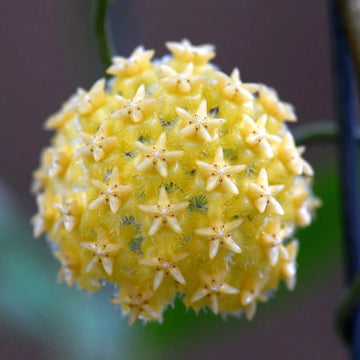 Hoya Seeds – Pale Yellow