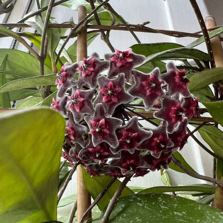 Hoya Seeds – Black Red