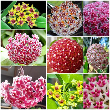 Hoya Carnosa Seeds - All In One For Home Gardens