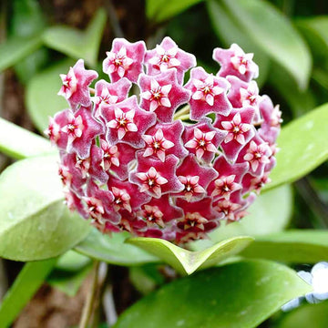 Hoya Carnosa Seeds - All In One For Home Gardens