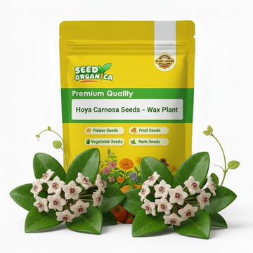 Hoya Carnosa Seeds – Wax Plant