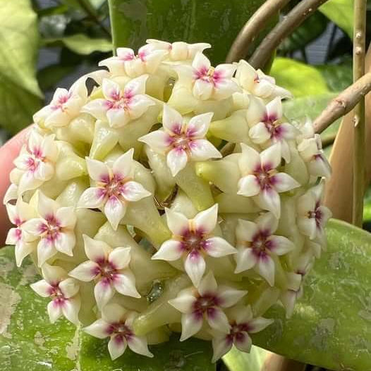 Hoya Seeds – Green White