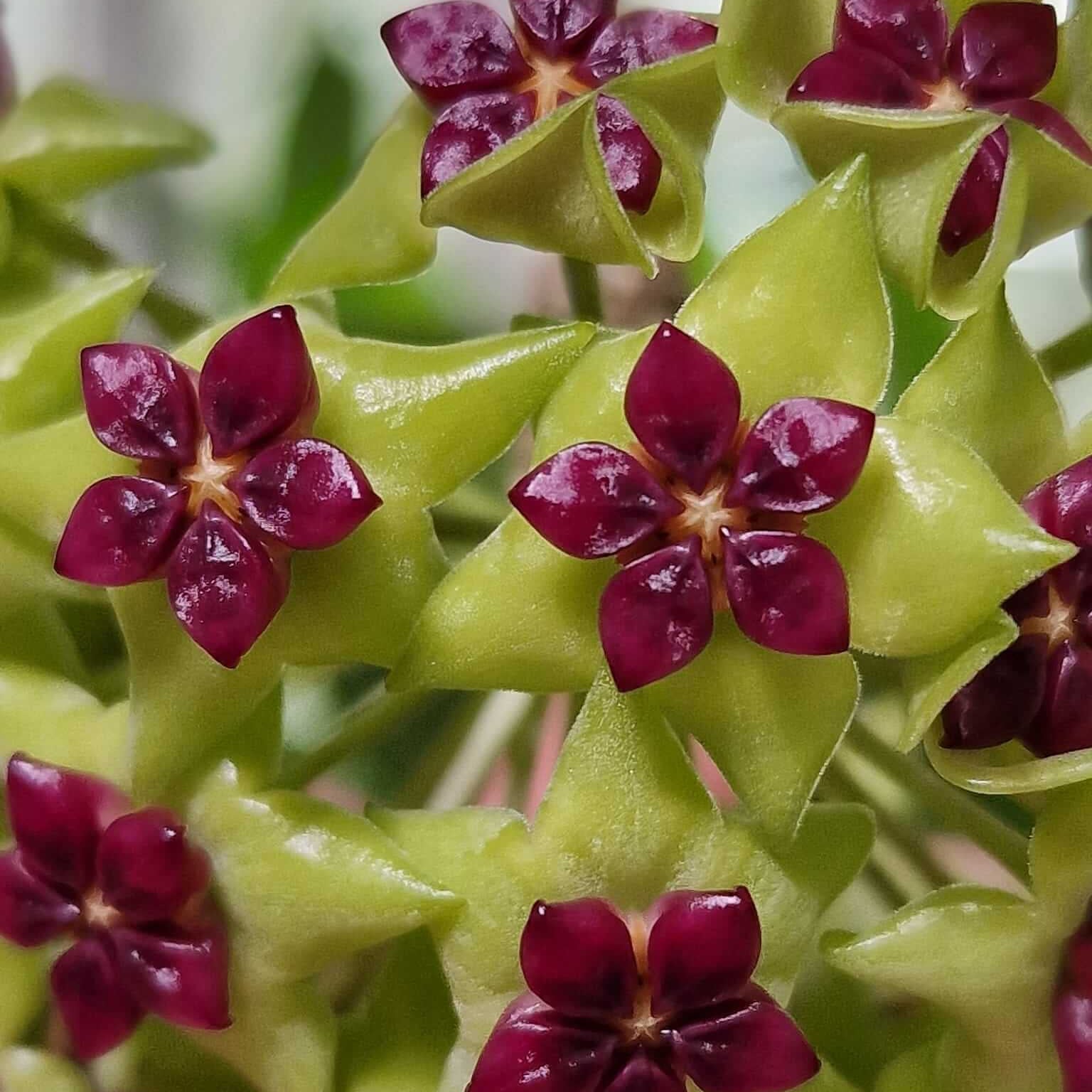 Hoya Seeds – Green Maroon
