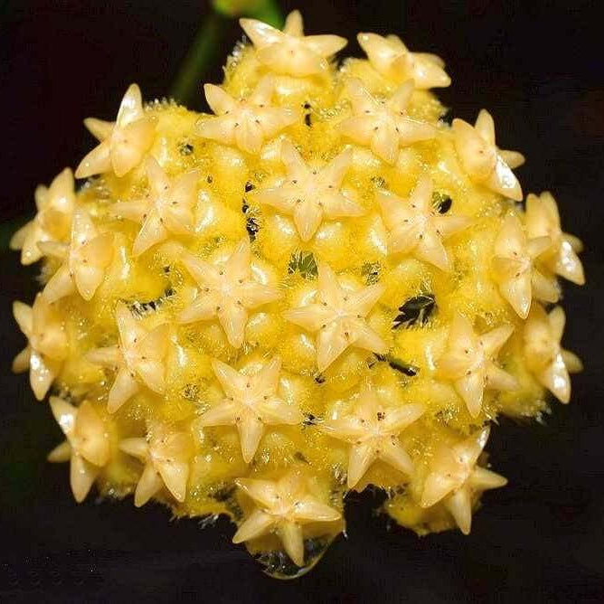 Hoya Seeds – Pale Yellow
