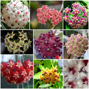 Hoya Seeds - All In One For Home Gardens