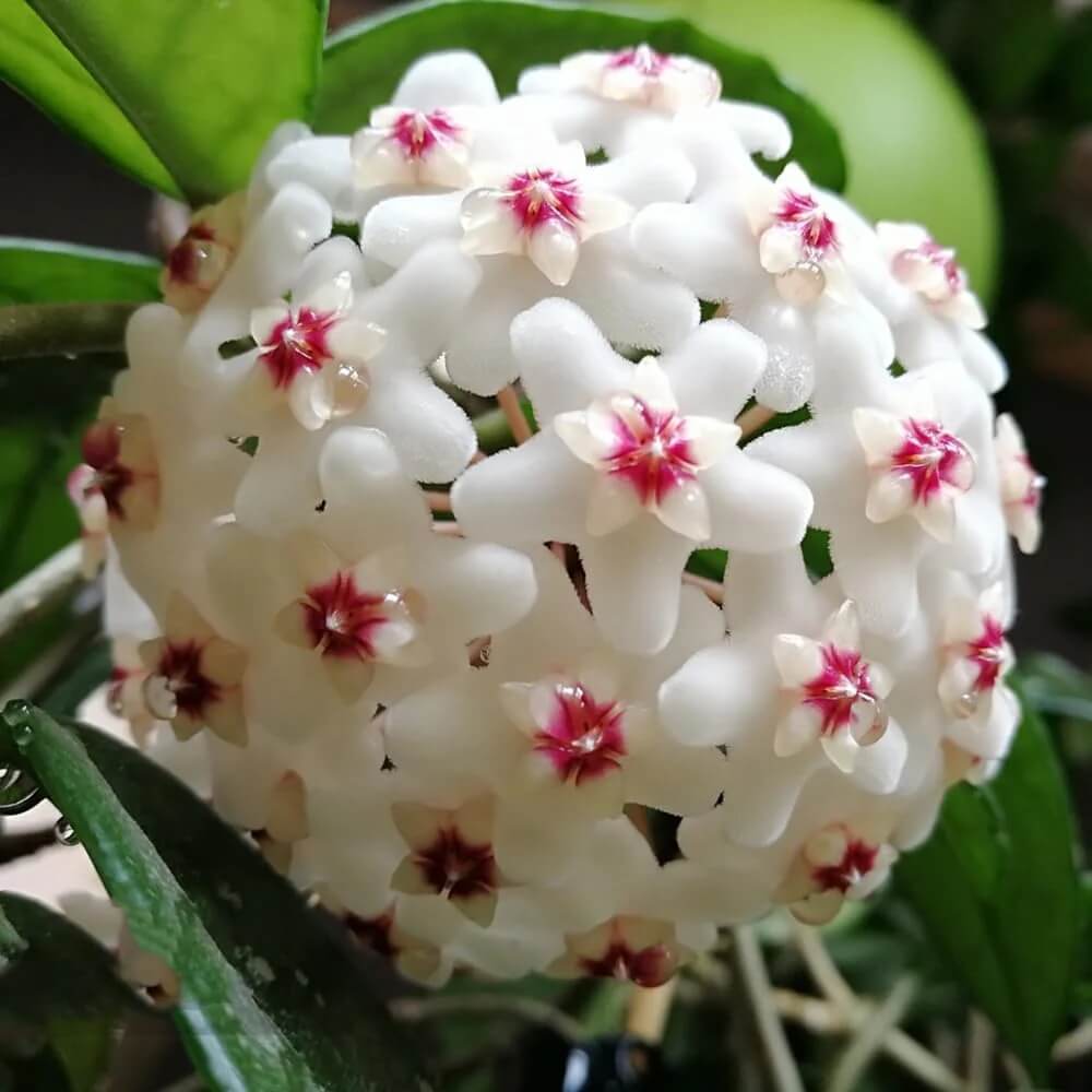 Hoya Seeds - Flower Plant for Home Gardens