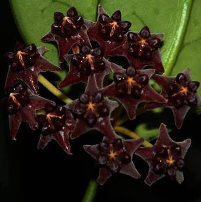 Hoya Seeds – Black