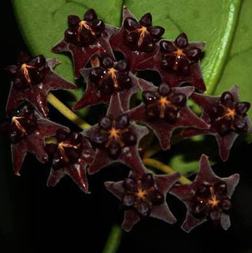 Hoya Seeds – Black