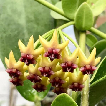 Hoya Seeds – Blooming