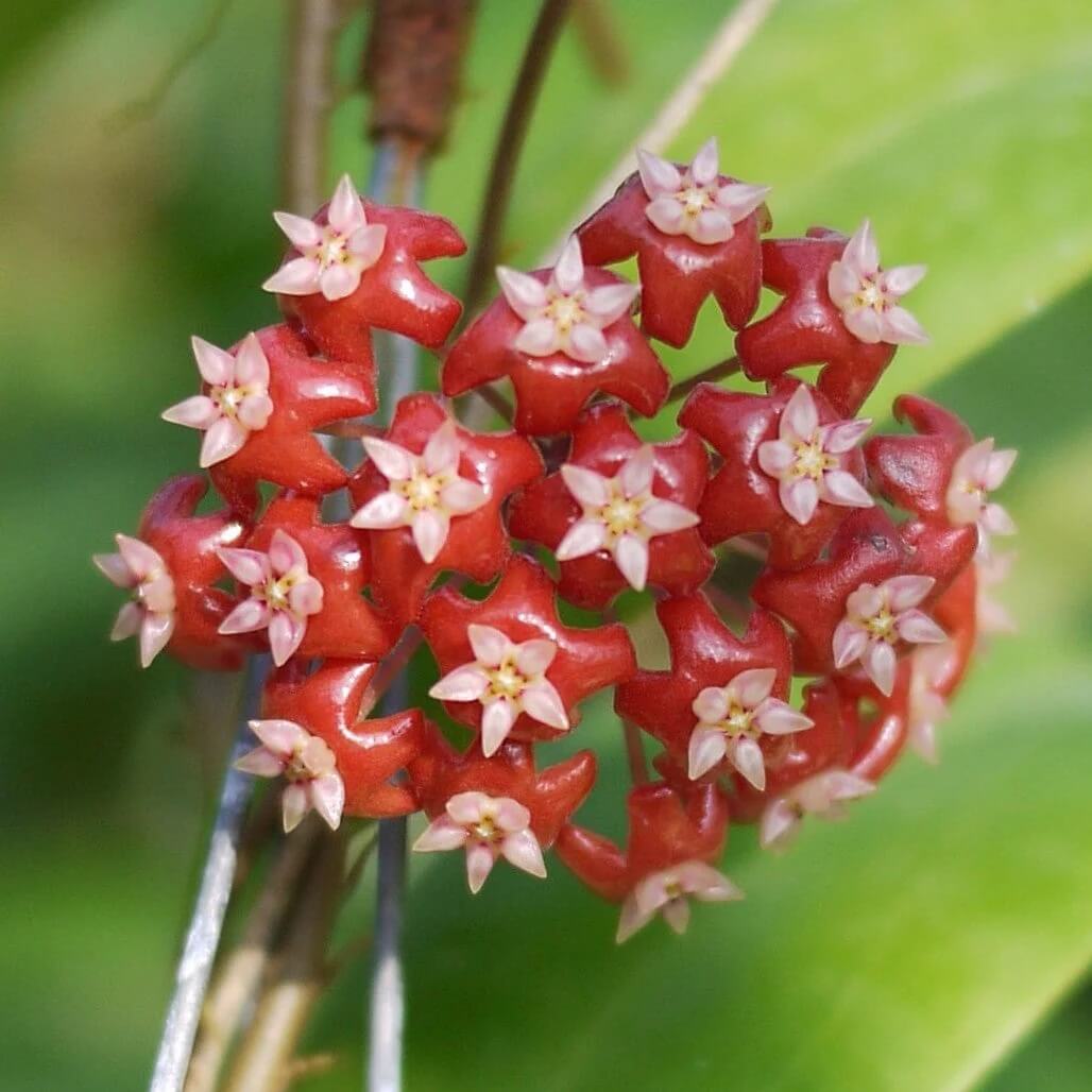 Hoya Seeds – Mixed
