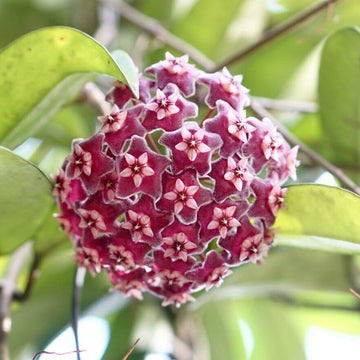 Hoya Seeds – Violet
