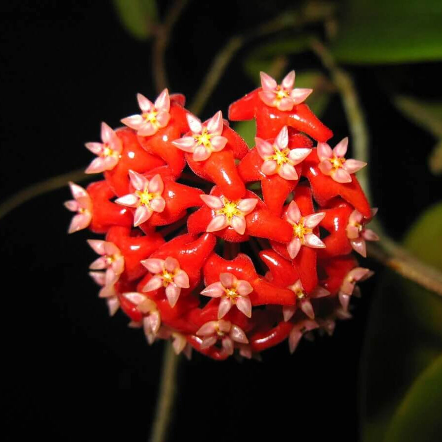 Hoya Seeds – Mixed