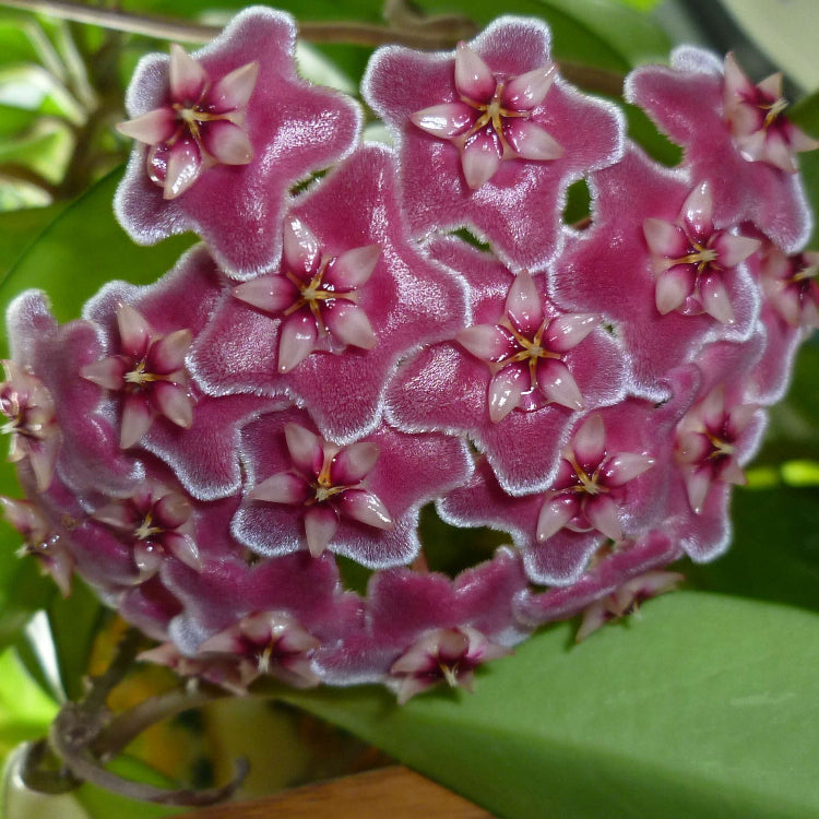Hoya Seeds – Violet