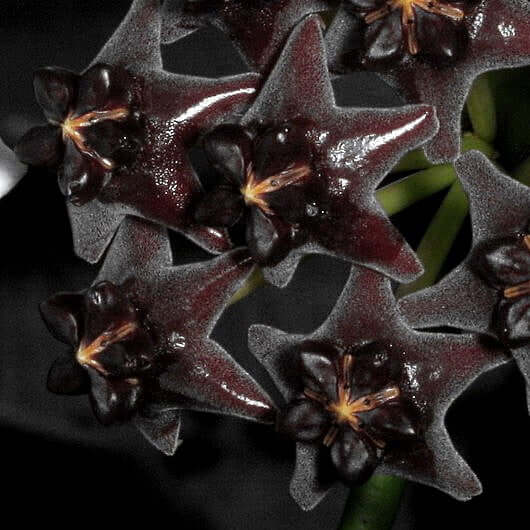 Hoya Seeds – Black