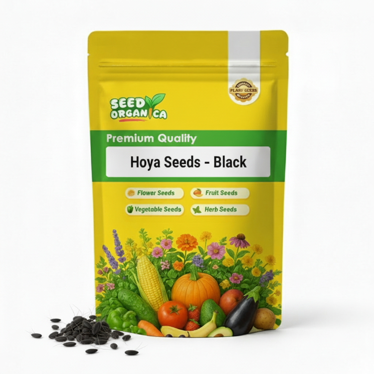 Hoya Seeds – Black