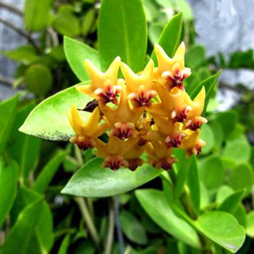 Hoya Seeds – Blooming
