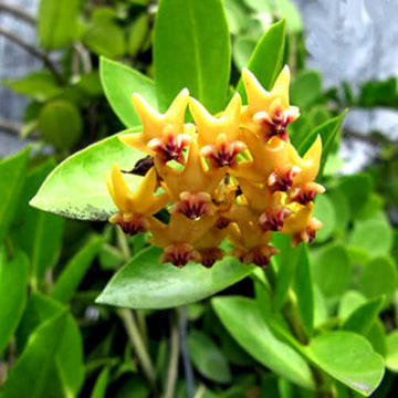 Hoya Seeds – Blooming