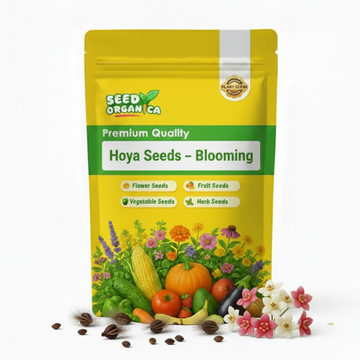 Hoya Seeds – Blooming