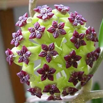 Hoya Seeds – Green Maroon