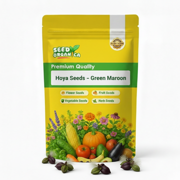 Hoya Seeds – Green Maroon