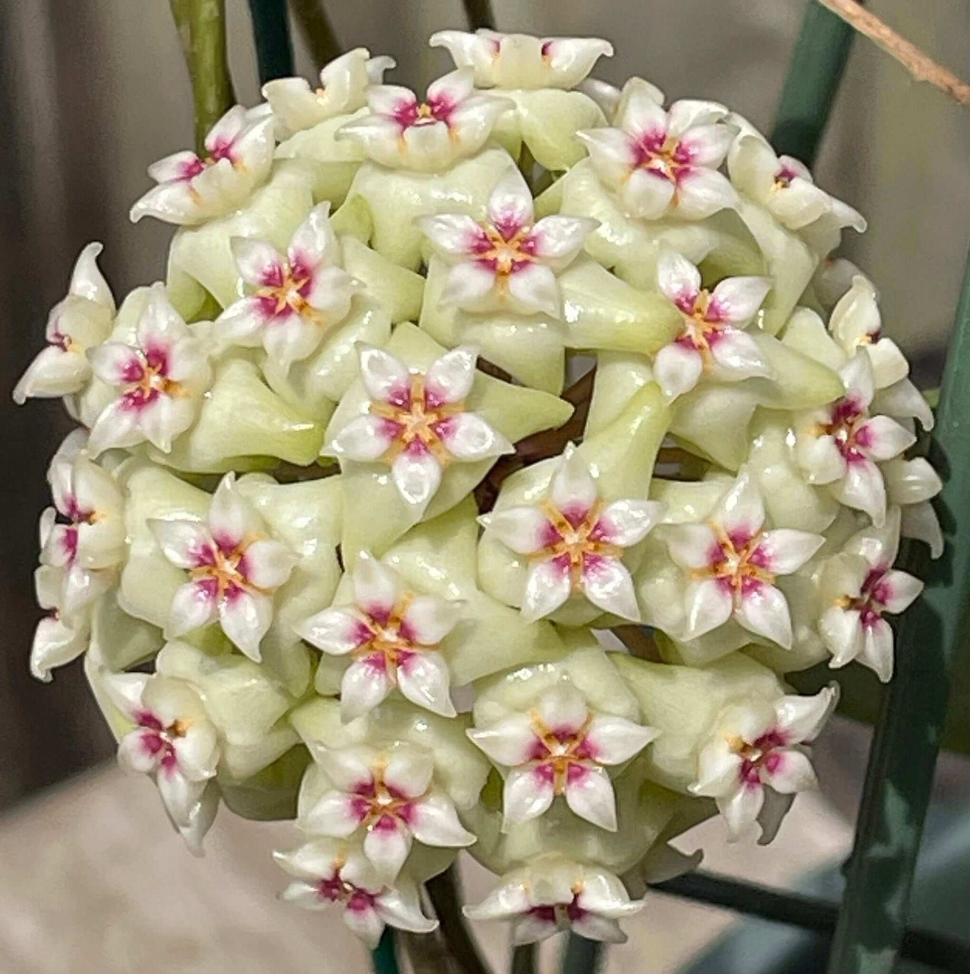 Hoya Seeds – Green White