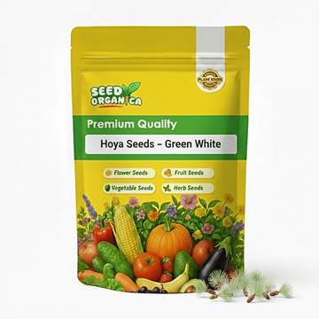 Hoya Seeds – Green White