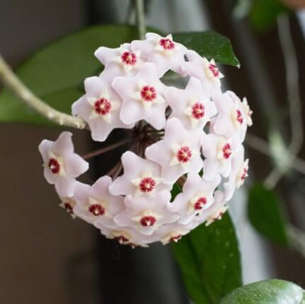 Hoya Seeds – Hardy