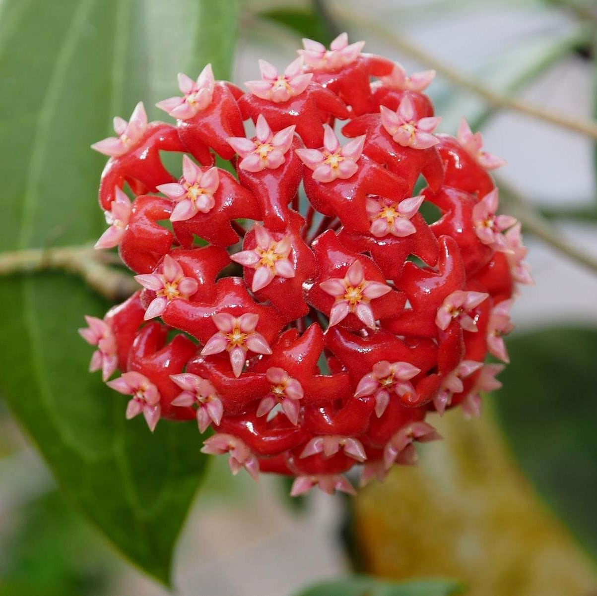 Hoya Seeds – Mixed