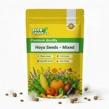 Hoya Seeds – Mixed