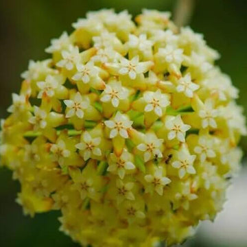 Hoya Seeds – Pale Yellow