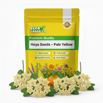 Hoya Seeds – Pale Yellow