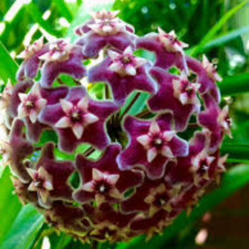 Hoya Seeds – Violet
