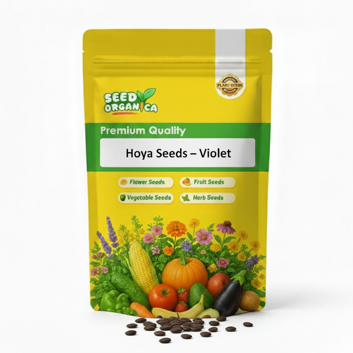 Hoya Seeds – Violet