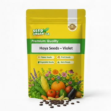 Hoya Seeds – Violet