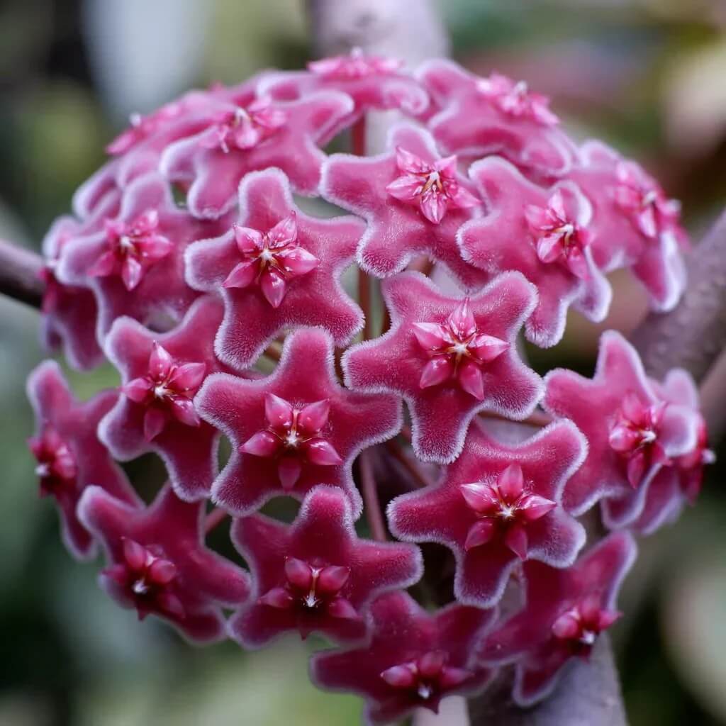 Hoya carnosa Seeds – Burgundy