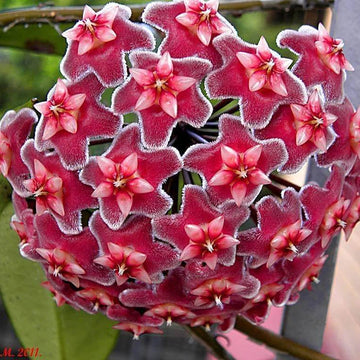 Hoya carnosa Seeds – Burgundy