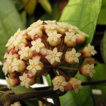 Hoya carnosa Seeds – Dark Cream