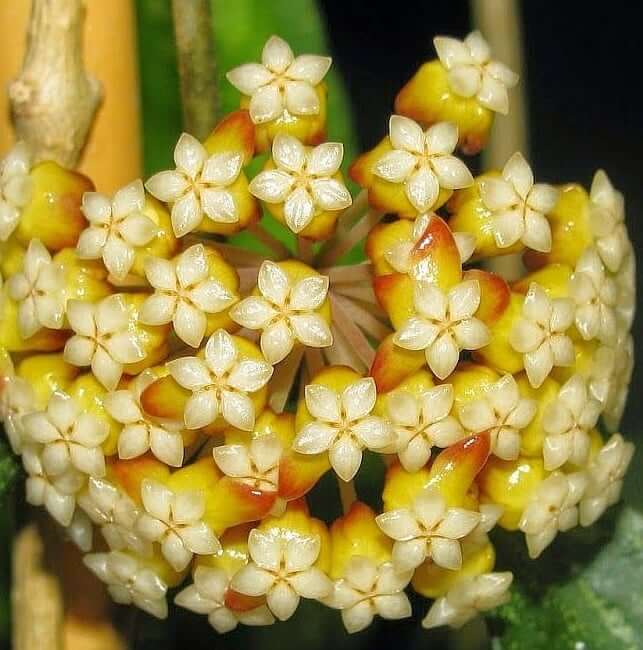 Hoya carnosa Seeds – Dark Cream