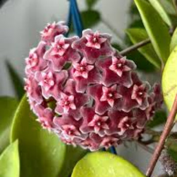 Hoya carnosa Seeds – Dark Maroon