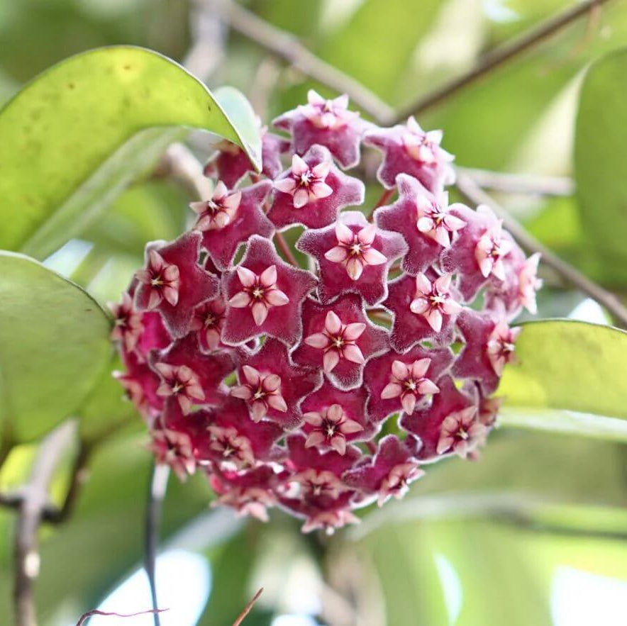 Hoya carnosa Seeds – Dark Maroon