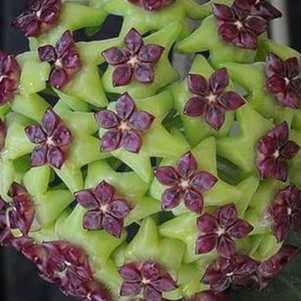 Hoya carnosa Seeds – Green Purple